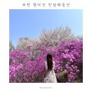 부천 꽃놀이 원미산 진달래동산 | 벚꽃 | 주차 | 포토스팟