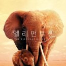 엘리펀트 퀸 ( The Elephant Queen 2018 ) 이미지