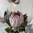 안산꽃집프로테아