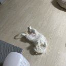 메리그루밍 | [배곧] 애견미용샵 메리그루밍