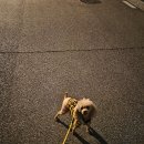 퍼펙트 | [공지] 🐶 시니어 강아지사료 찾는다면? 힐스 어덜트7+ 퍼펙트 다이제스천 솔직후기