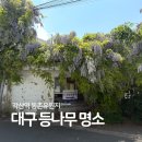 상인초등학교 | 대구 등나무꽃 명소 두군데 동촌유원지 각산역 대백마트물류센터 위치 주차장
