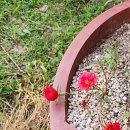 개나리아파트 놀이터 이미지