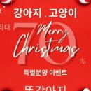 김해 강아지분양 고양이분양 똥강아지 이미지