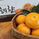 제주탐스런귤자매
