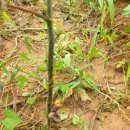 의인농장 이미지