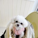 큣페이스 이미지