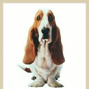 허쉬퍼피 이미지