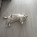 봉천현대동물병원 이미지