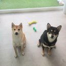 설 grooming 이미지