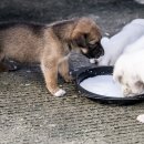 윤은채 재활 한방 동물병원 이미지