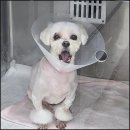 동물병원 다움 이미지