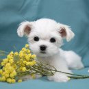 천안 강아지분양 도로시펫 이미지