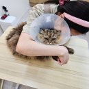 언제나고양이 이미지