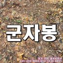 군자성황사지 | 🍂가을 낙엽 밟으며 걸은 군자봉 등산기 여러 갈래의 등산 코스, 누구나 즐길 수 있는 군자봉