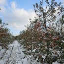 거성농원 이미지