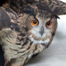부엉이 이미지