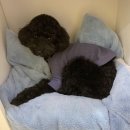 몽스파 연제점 이미지