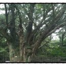 비자숲민박 이미지