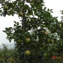 보람 농원 이미지