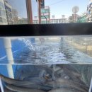 태동장어 이미지