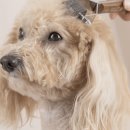 긍정킹마켓 이미지