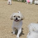 스토리멍 여수애견호텔/여수애견유치원 이미지
