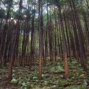 편백나무숲 이미지