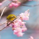 부산배화학교 이미지