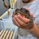 오감 만족 요리 체험 | ​[창녕 여행] 아이와 가볼 만한 곳 🌿 창녕우포곤충나라(잠자리나라) 오감 만족 체험 후기