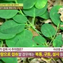 모링가 이미지