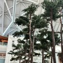 강세구 | 일본 삿포로 3박 4일 여행/1일차/제주항공/사전 기내식/스스키노 니카상