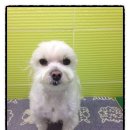 둘리애견미용샵 이미지