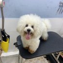 수정애견미용실 이미지
