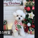 스타일 멍멍 | (수원, 강아지, 고양이, 애견미용, 추천!) 멍멍스타일 수원 멍멍스타일, 맞춤 케어가 강점