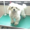 곁에 있을개 이미지