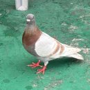 비둘기미용실 이미지