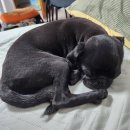 비니펫살롱 이미지