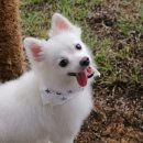 개들랜드 이미지