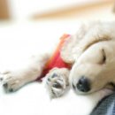 나은 강아지나라 이미지