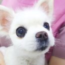 죽전예담동물병원 이미지