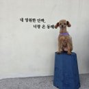 펜션파프리카화이트 | [강원도] 묵호 애견동반🐾 펜션 '너랑,온' 솔직 후기