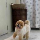 THE DOG SALON 이미지