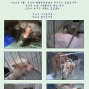 경기도 고양시청에서 동물사랑실천협회에게 협박전화 이미지