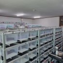 라피스게코 이미지