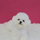 가치있개 이미지