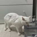 용인24시 아이온동물메디컬센터 이미지