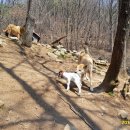 아기염소 이미지