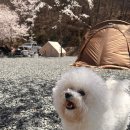[캠핑장추천] 🌸올해 벚꽃 캠핑은 여기서 끝! 경주 곤달비캠핑장 후기🌸ㅣ우중캠핑ㅣ