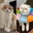 호텔 샤샤 이미지